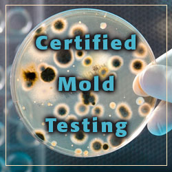Certified Mold Testing